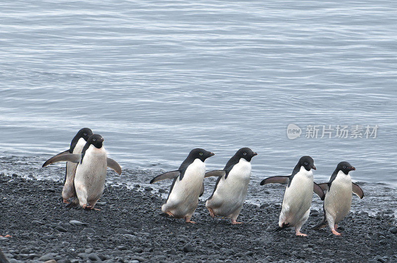“Hi-ho - Hi-ho”——阿德利企鹅在三月(南极洲布朗布拉夫)